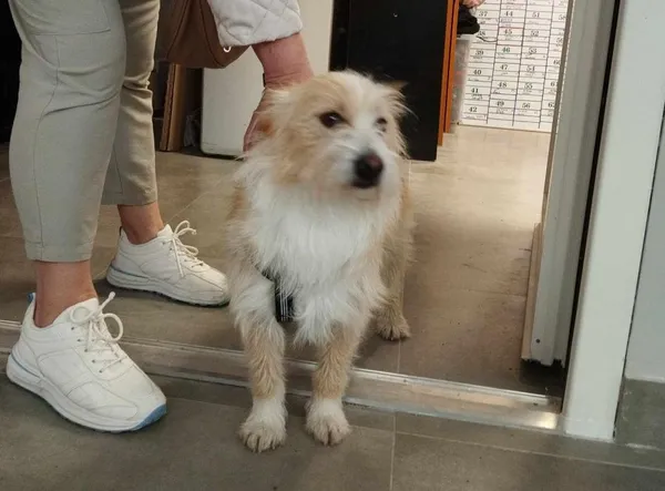 Znaleziono psa, Toruń, 8 maja 2025