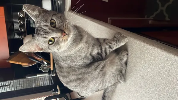 Zaginął kot, Łódź, 12 maja 2025