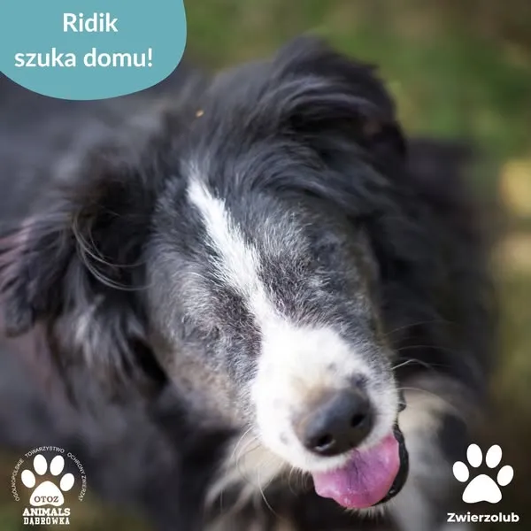 Pies do adopcji, Dąbrówka, 12 maja 2025 (1/5)