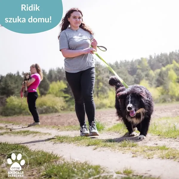 Pies do adopcji, Dąbrówka, 12 maja 2025 (5/5)