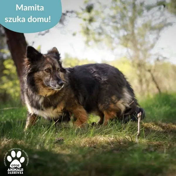 Pies do adopcji, Dąbrówka, 12 maja 2025 (3/5)