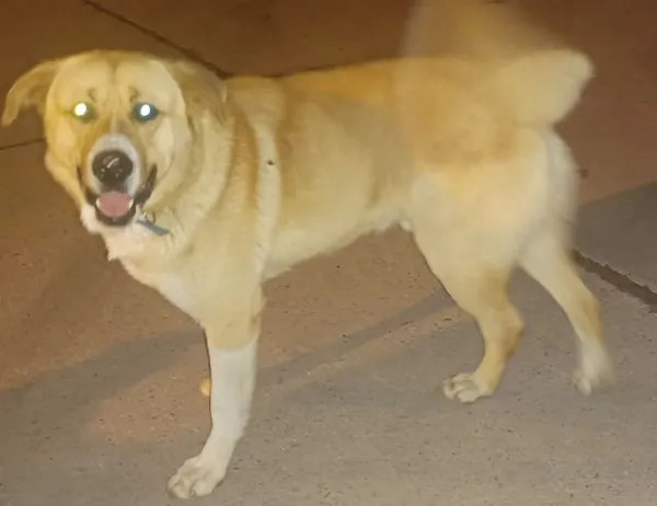 Znaleziono psa, Radom, 10 maja 2025