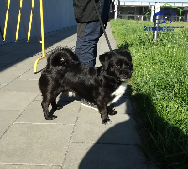 Znaleziono psa, Szczecin, 11 maja 2025