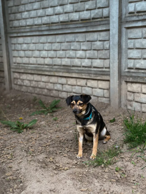 Pies do adopcji, Korabiewice, 12 maja 2025 (2/5)