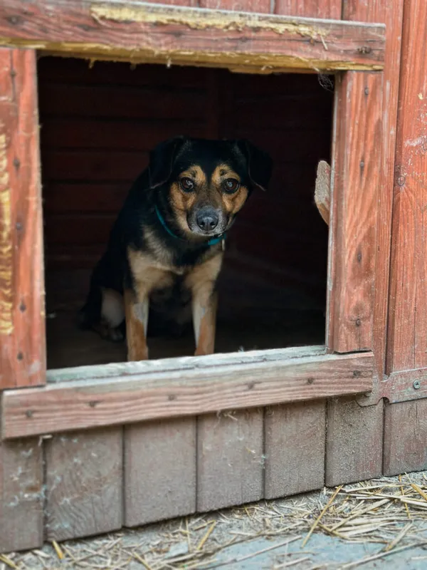 Pies do adopcji, Korabiewice, 12 maja 2025 (3/5)