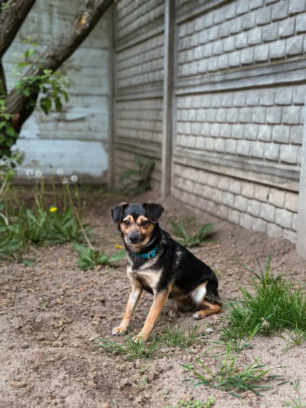 Pies do adopcji, Korabiewice, 12 maja 2025 (4/5)