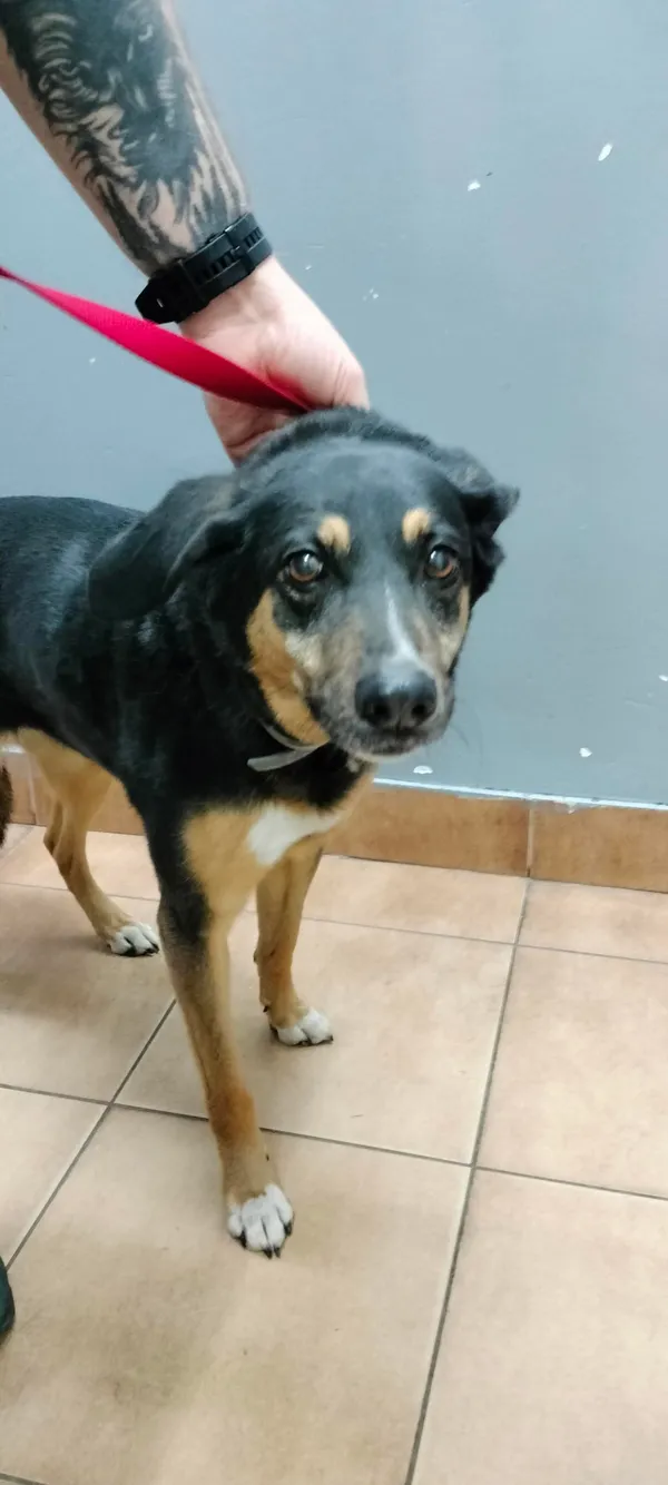 Znaleziono psa, Sosnowiec, 11 maja 2025