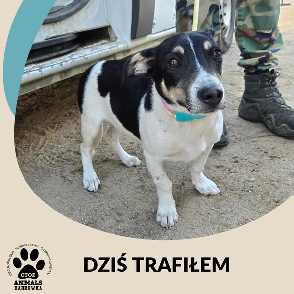 Znaleziono psa, Dąbrówka, 10 maja 2025