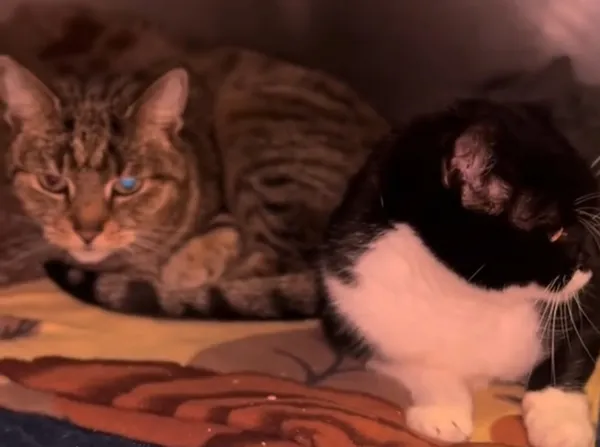 Kot do adopcji, Radom, 13 maja 2025