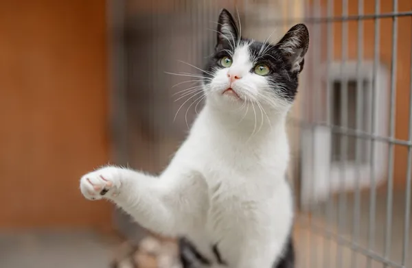 Kot do adopcji, Częstochowa, 3 stycznia 2025 (1/5)