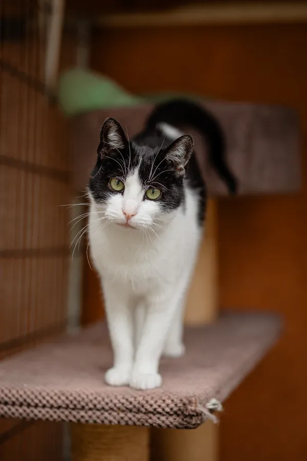 Kot do adopcji, Częstochowa, 3 stycznia 2025 (2/5)