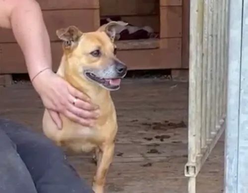 Pies do adopcji, Głowno, 12 maja 2025 (2/5)