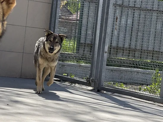 Pies do adopcji, Kraków, 28 kwietnia 2025