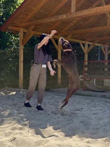 Pies do adopcji, Kraków, 28 kwietnia 2025 (5/5)