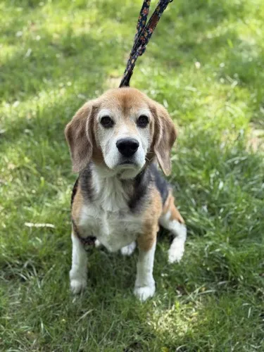 Pies do adopcji, Kraków, 28 kwietnia 2025 (4/4)