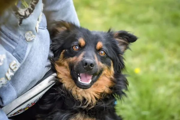 Pies do adopcji, Radom, 19 maja 2025 (1/5)