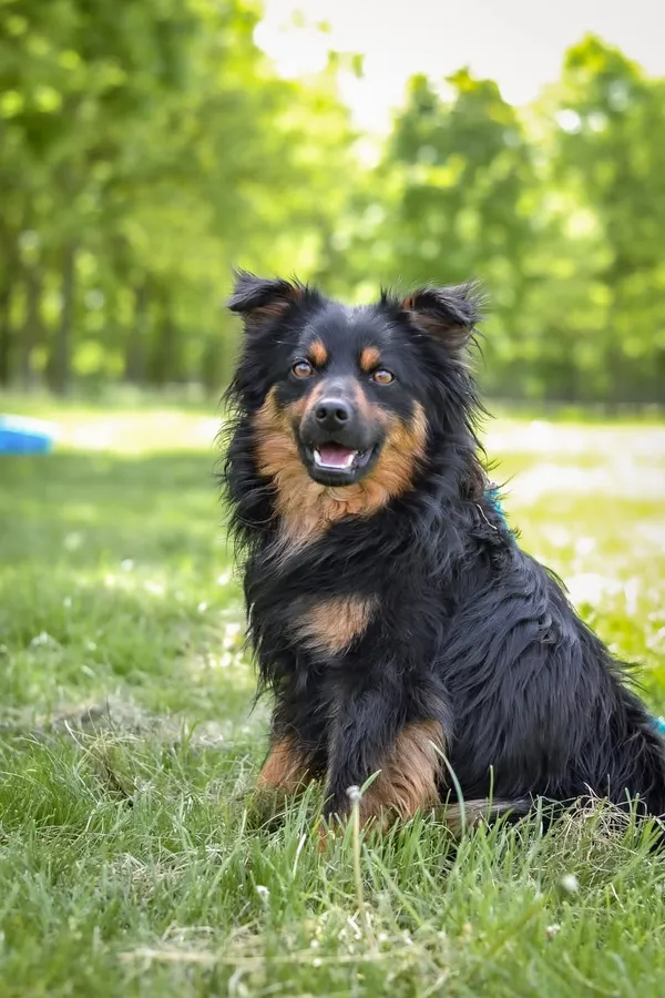 Pies do adopcji, Radom, 19 maja 2025 (2/5)