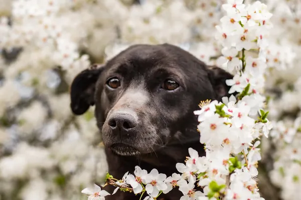 Pies do adopcji, Radom, 12 maja 2025 (1/5)