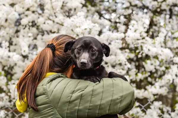 Pies do adopcji, Radom, 12 maja 2025 (4/5)