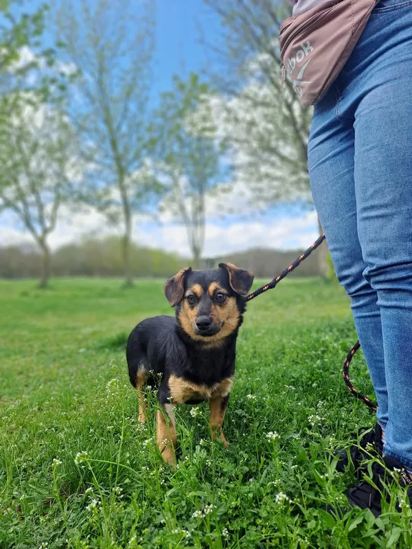 Pies do adopcji, Radom, 12 maja 2025 (2/5)