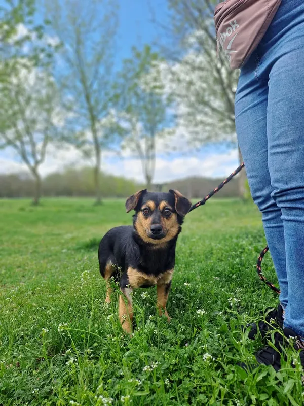 Pies do adopcji, Radom, 12 maja 2025 (4/5)