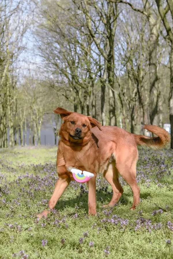 Pies do adopcji, Radom, 12 maja 2025 (4/5)