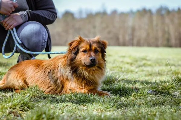 Pies do adopcji, Radom, 10 lipca 2025 (3/5)