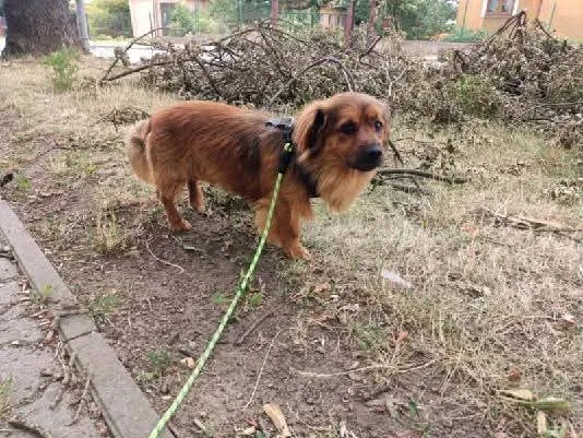 Pies do adopcji, Radom, 10 lipca 2025 (4/5)