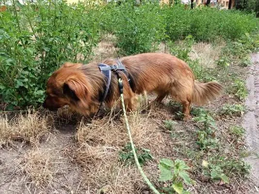 Pies do adopcji, Radom, 10 lipca 2025 (5/5)