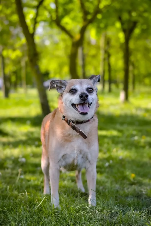 Pies do adopcji, Radom, 28 października 2025 (1/5)