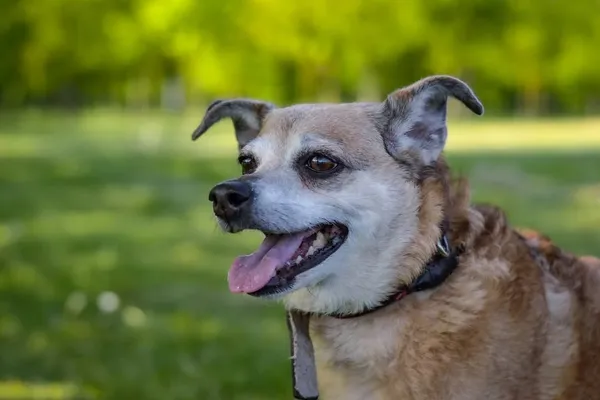 Pies do adopcji, Radom, 28 października 2025 (2/5)