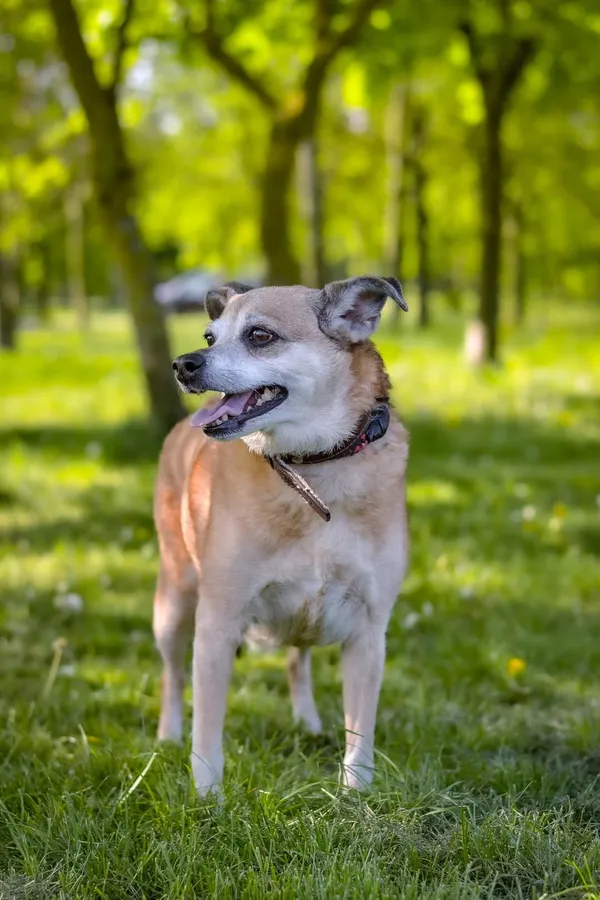 Pies do adopcji, Radom, 28 października 2025 (4/5)