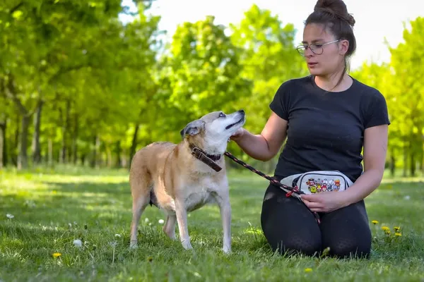 Pies do adopcji, Radom, 28 października 2025 (5/5)