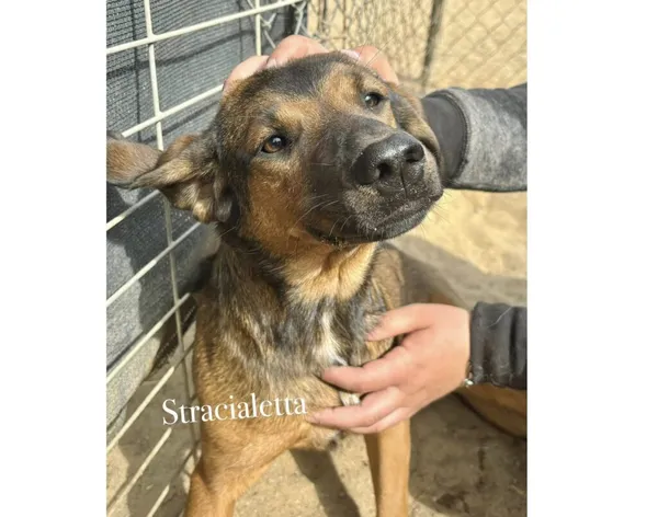 Pies do adopcji, Przyborówko, 12 maja 2025 (3/3)