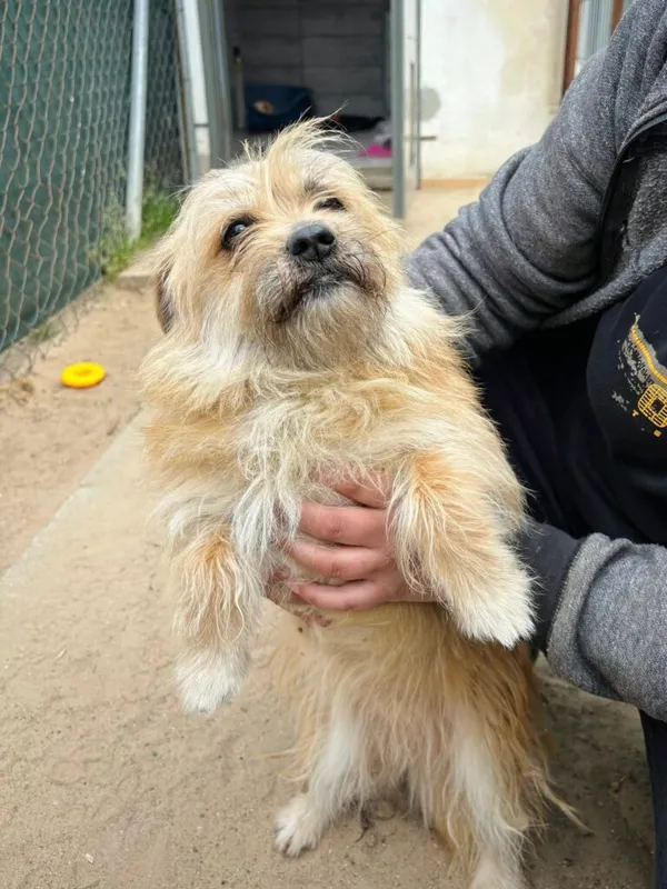 Pies do adopcji, Przyborówko, 12 maja 2025 (1/3)