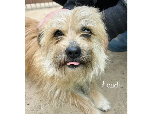 Pies do adopcji, Przyborówko, 12 maja 2025 (3/3)