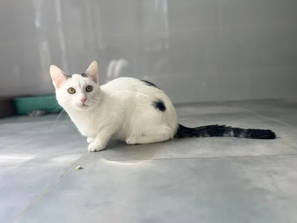 Kot do adopcji, Tychy, 18 kwietnia 2025