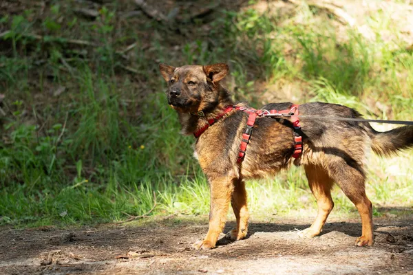 Pies do adopcji, Nowodwór, 12 maja 2025 (2/5)