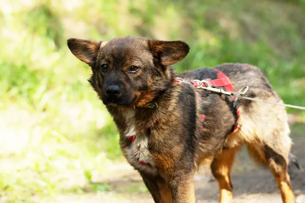 Pies do adopcji, Nowodwór, 12 maja 2025 (3/5)