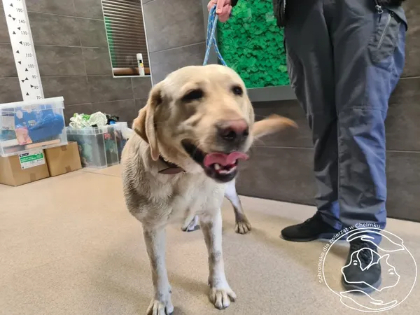 Znaleziono psa, Chełmek, 13 maja 2025