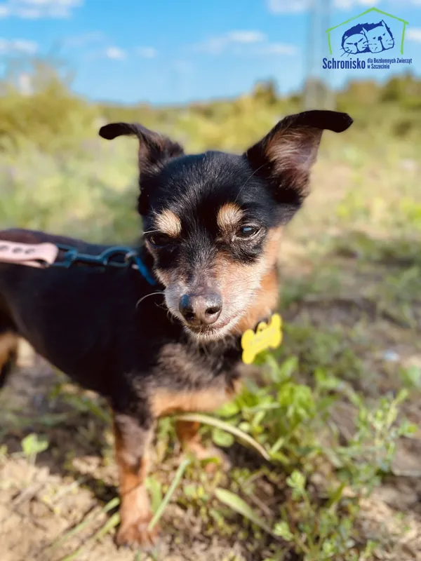 Znaleziono psa, Szczecin, 13 maja 2025 (1/4)