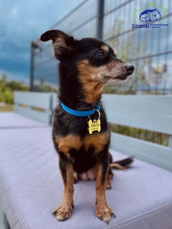 Znaleziono psa, Szczecin, 13 maja 2025 (3/4)
