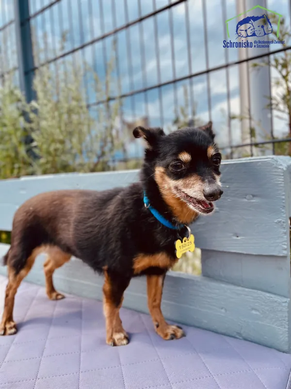 Znaleziono psa, Szczecin, 13 maja 2025 (4/4)