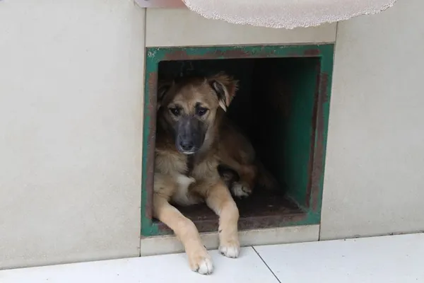 Pies do adopcji, Bełchatów, 13 lutego 2024 (5/5)