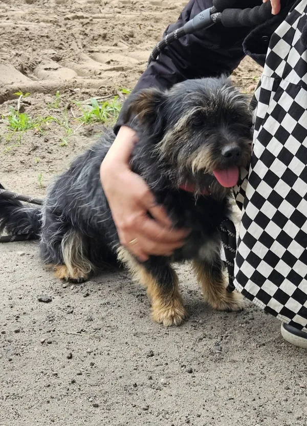 Zaginął pies, Warszawa, Stare Włochy, 13 maja 2025 (1/3)