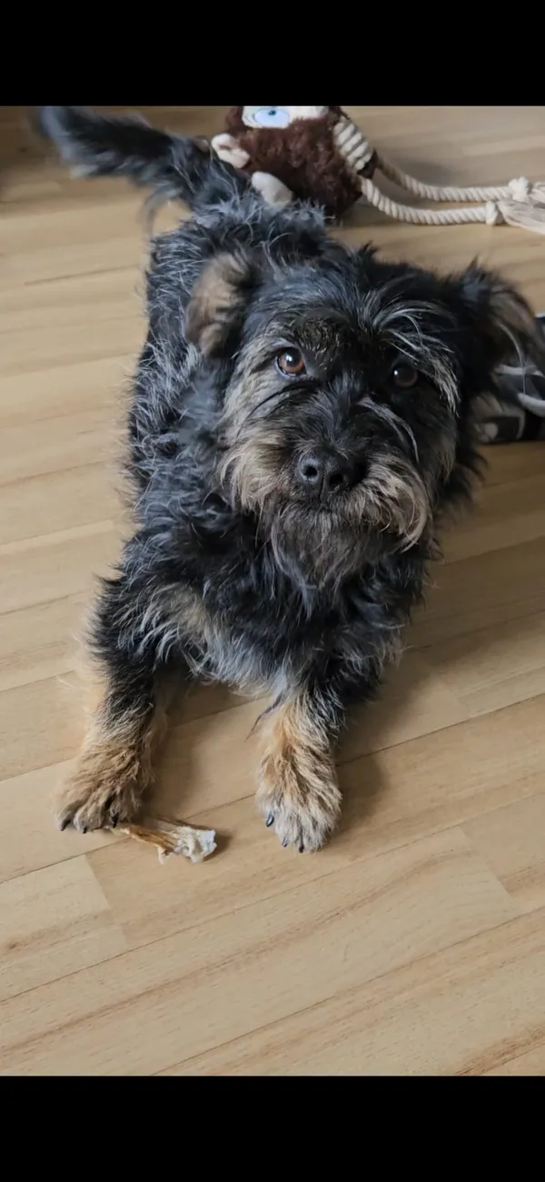 Zaginął pies, Warszawa, Stare Włochy, 13 maja 2025 (2/3)