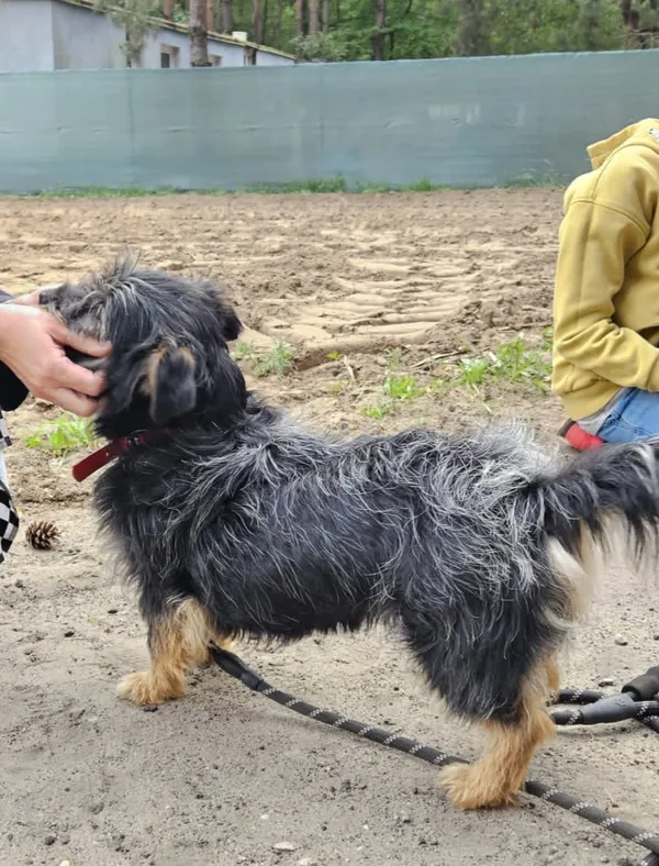 Zaginął pies, Warszawa, Stare Włochy, 13 maja 2025 (3/3)