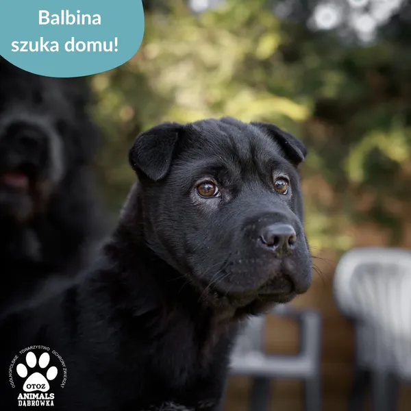Pies do adopcji, Dąbrówka, 13 maja 2025 (5/5)