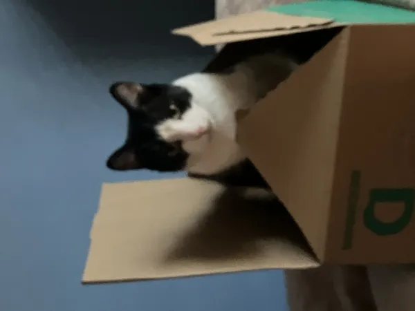 Zaginął kot, Łódź, 13 maja 2025