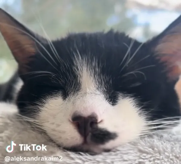 Kot do adopcji, Radom, 18 stycznia 2026